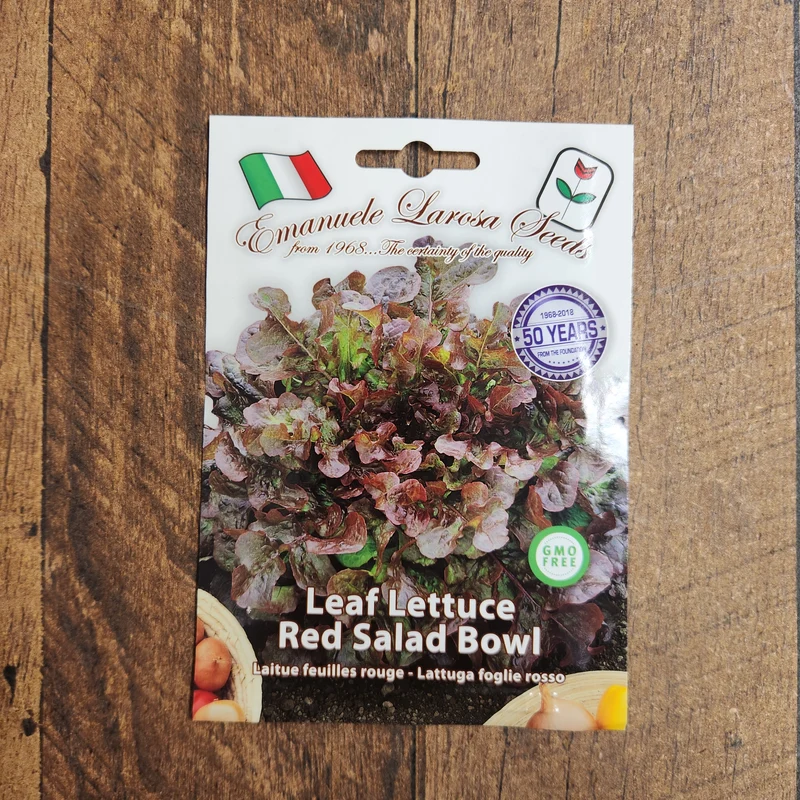 Laitue feuille rouge 'Red Salad Bowl' (Lactuca sativa)