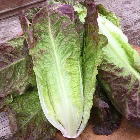 Laitue romaine rouge 'Costa Rosata' (Lactuca sativa)
