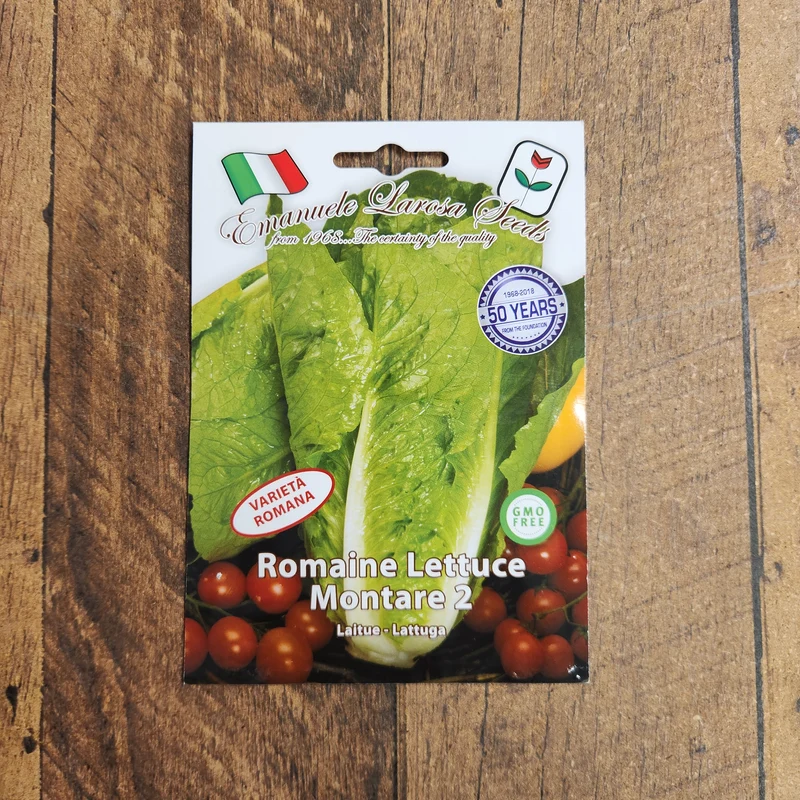 Laitue romaine 'Lentissima a montare' (Lactuca sativa)