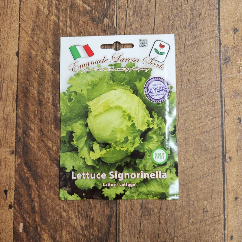 Laitue pommée 'Signorinella' (Lactuca sativa)