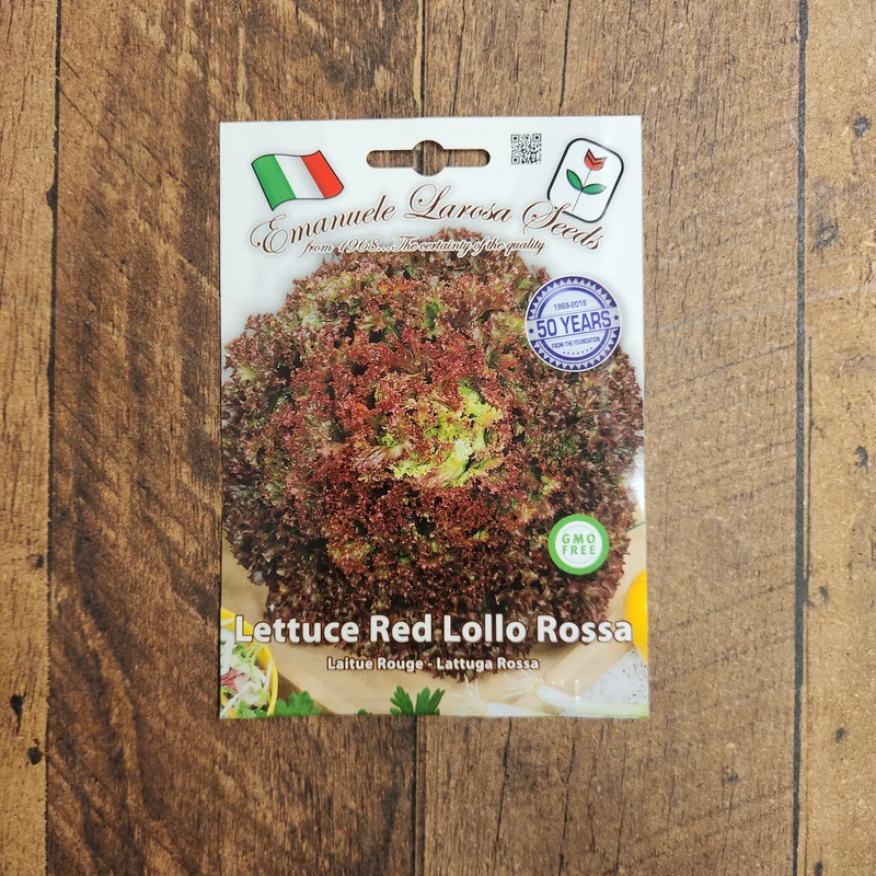 Laitue rouge 'Lollo Rossa' (Lactuca sativa)