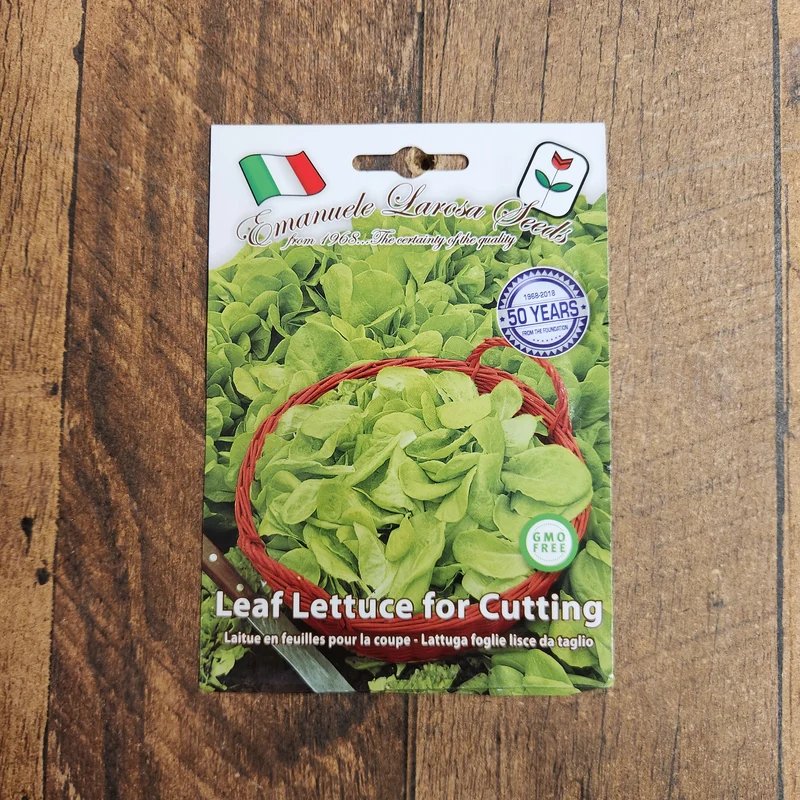 Laitue tendre 'Foglia Liscia' (Lactuca sativa)