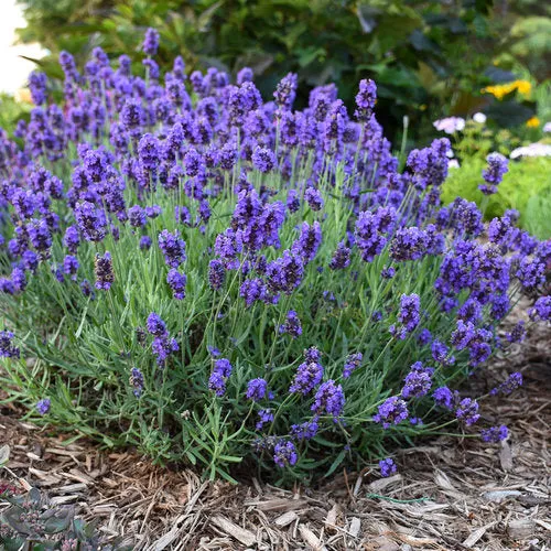 Lavande méditerranéenne (Lavandula spp.)