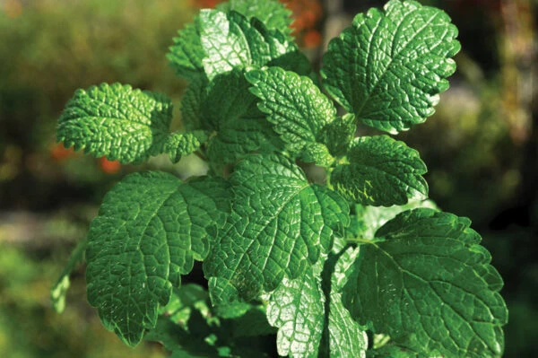 Menthe (Mentha spp.)
