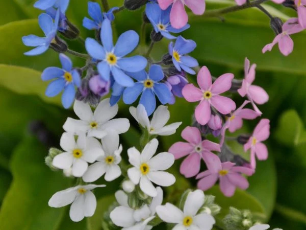 Myosotis (Myosotis spp.)