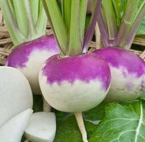 Navet 'Milano Violetto' (Brassica rapa)