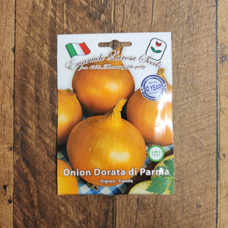 Oignon doré 'Dorata di Parma' (Allium cepa)