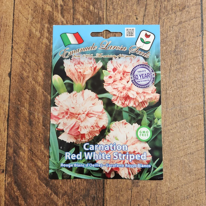 Œillet Chabaud rouge et blanc (Dianthus caryophyllus)