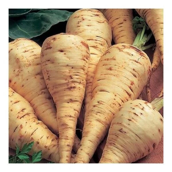 Panais (Pastinaca sativa)