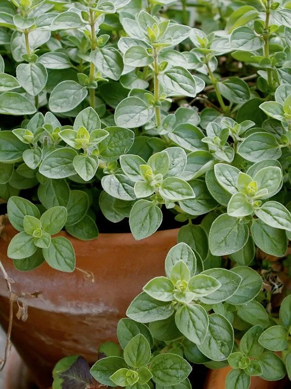 Origan (Origanum vulgare)