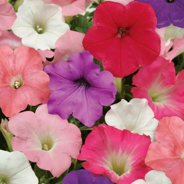 Mélange de pétunias (Petunia × atkinsiana)