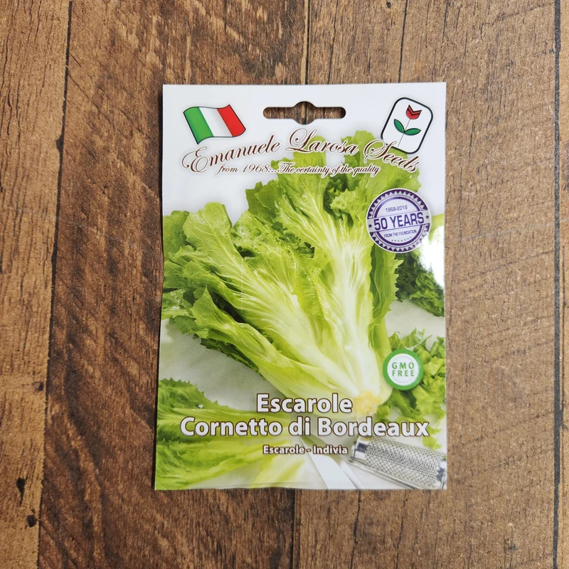 Scarole 'Cornetto di Bordeaux' (Cichorium endivia)