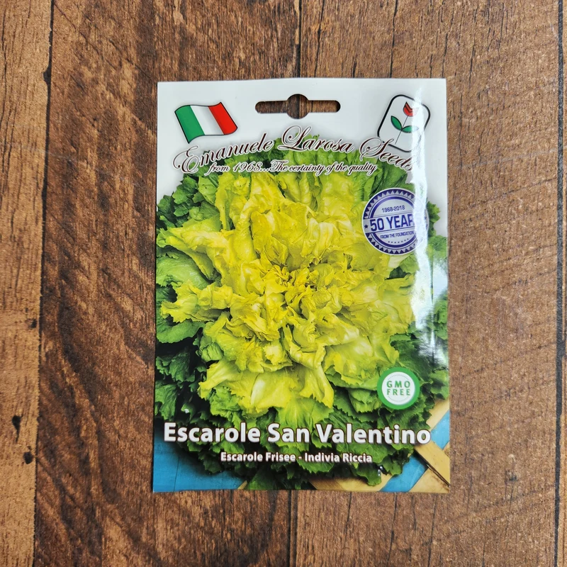 Scarole 'San Valentino' (Cichorium endivia)