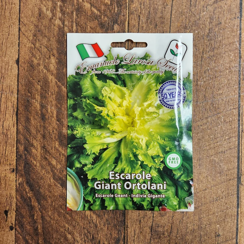 Scarole 'Ortolani' (Cichorium endivia)