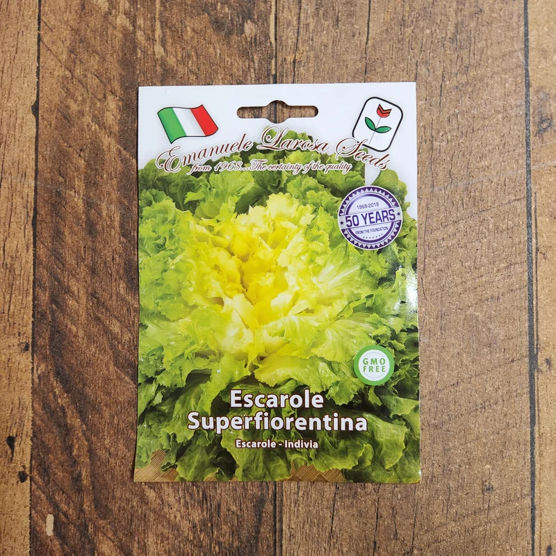 Scarole 'Superfiorentina' (Cichorium endivia)