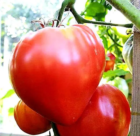 Tomate cœur de bœuf 'Cuor di Bue' (Solanum lycopersicum)