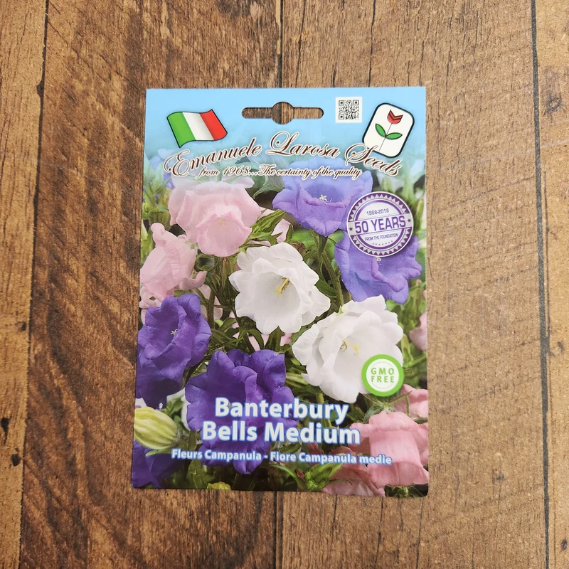 Campanule à grandes fleurs (Campanula medium)