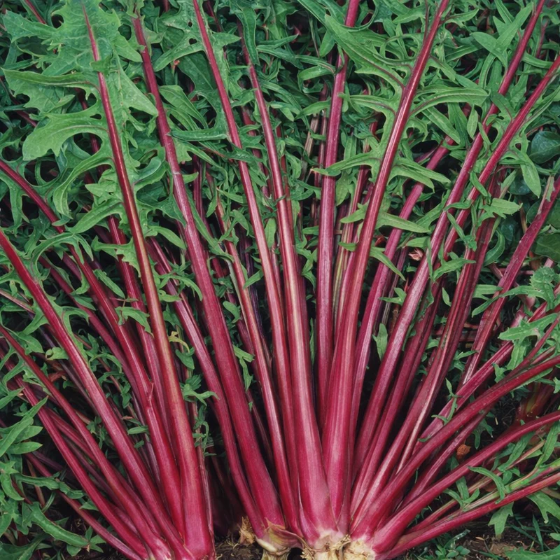 Chicorée sauvage rouge (Cichorium intybus)