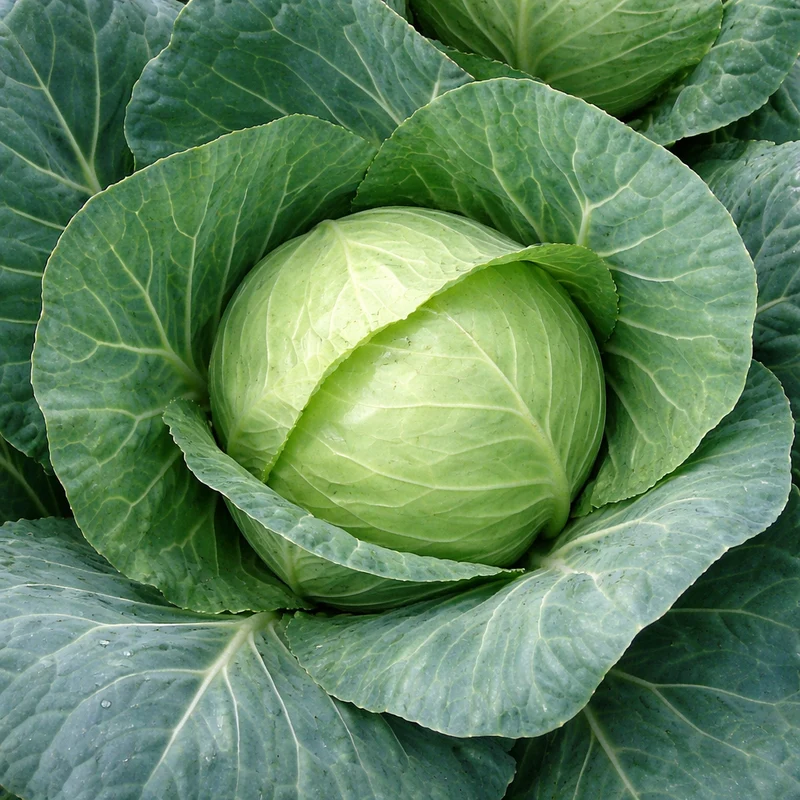 Chou cabus 'Copenhagen 2' (Brassica oleracea var. capitata)