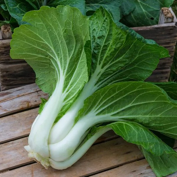 Pak-choï 'Baby Pak Choi' (Brassica rapa subsp. chinensis)