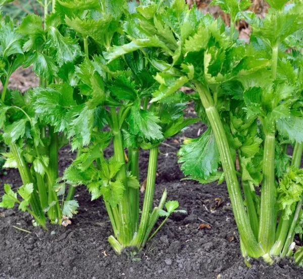 Céleri 'Lepage' (Apium graveolens)