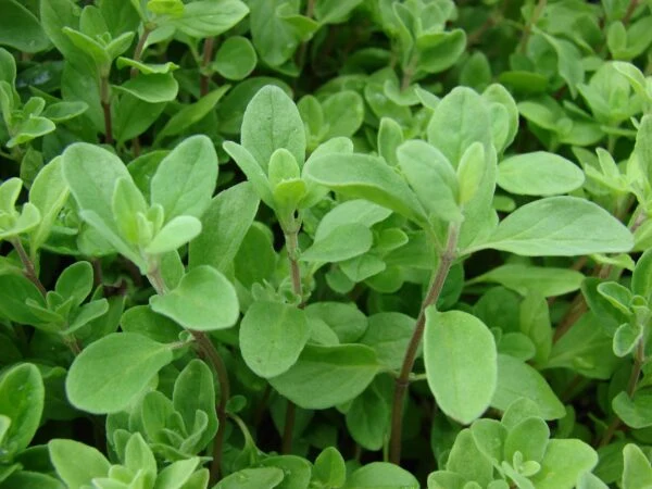 Marjolaine douce (Origanum majorana)