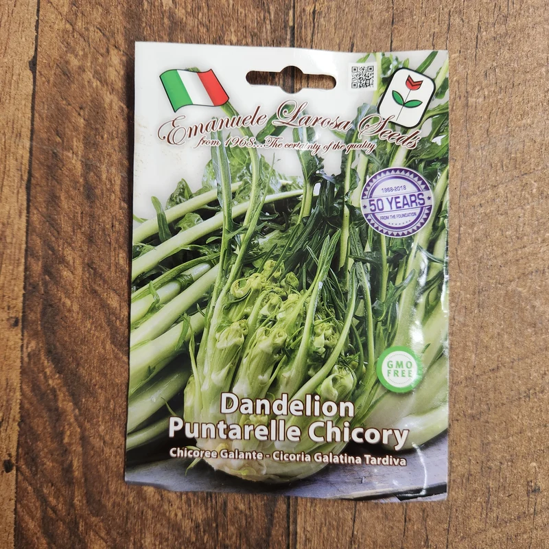Chicorée puntarelle tardive 'Galatina' (Cichorium intybus)