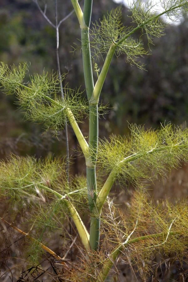 Fenouil sauvage (Foeniculum vulgare)