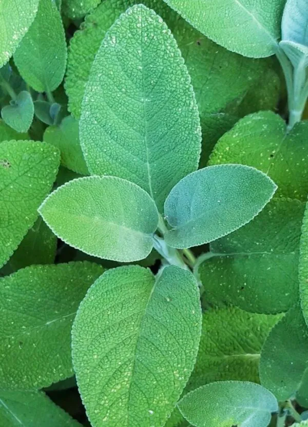 Sauge officinale (Salvia officinalis)
