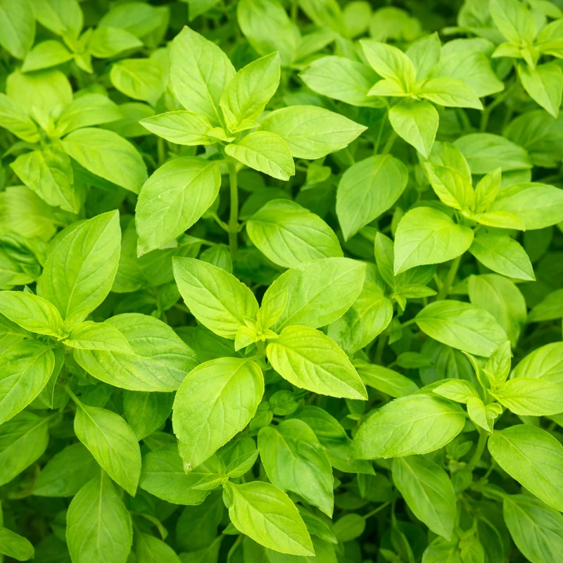 Basilic citron (Ocimum basilicum)