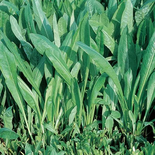 Chicorée à couper 'Spadona' (Cichorium intybus)