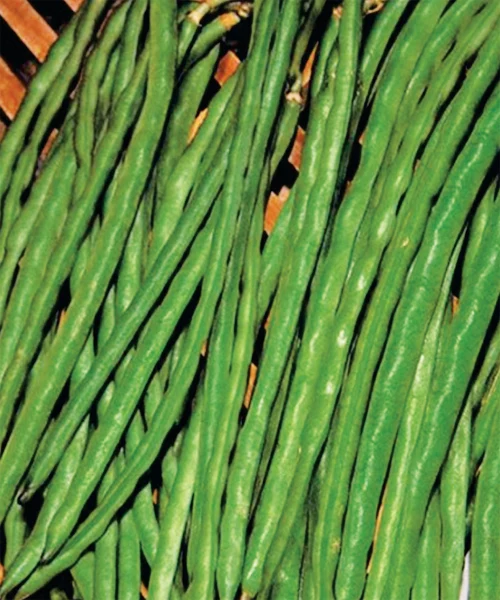 Haricot nain 'Dall’Occhio Pinto' (Vigna unguiculata)