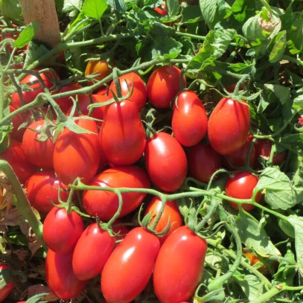 Tomate déterminée 'Roma V.F.' (Solanum lycopersicum)