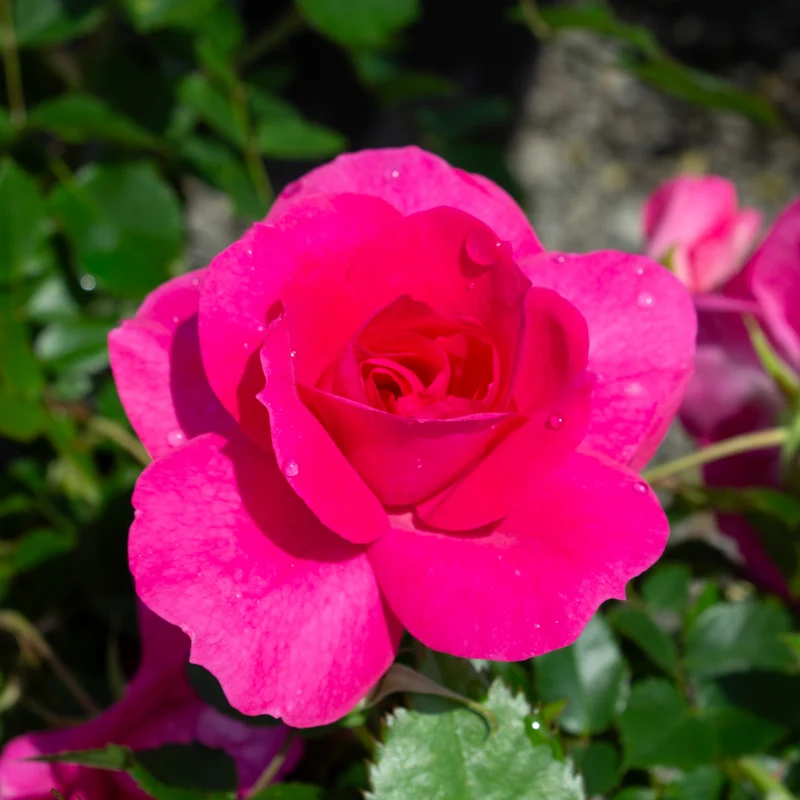 Rosier rustique ‘Felix Leclerc’ ( Rosa ‘Felix Leclerc’)