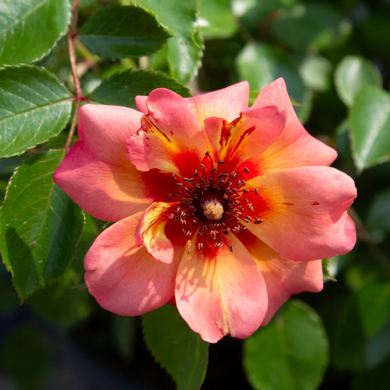 Rosier rustique ‘Flower Carpet Pêche’ ( Rosa ‘Flower Carpet Pêche’)