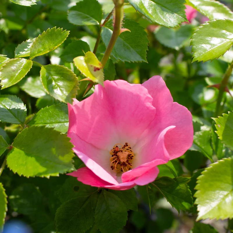Rosier rustique ‘Forever & Ever Pink’ ( Rosa ‘Forever & Ever Pink’)