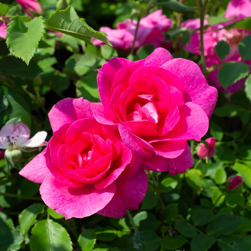 Rosier rustique ‘Frontenac’ ( Rosa ‘Frontenac’)