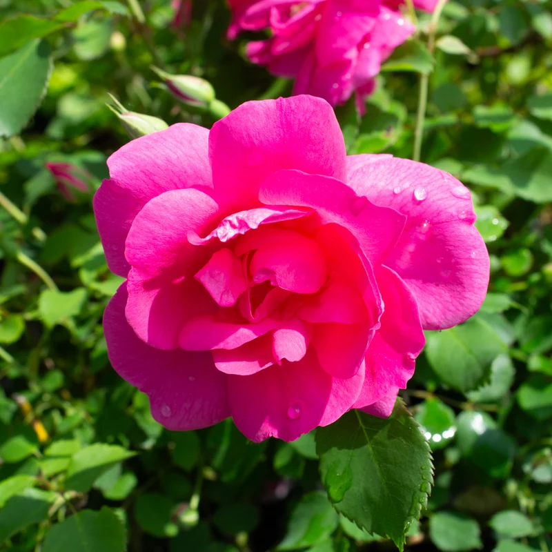 Rosier rustique ‘Frontenac’ ( Rosa ‘Frontenac’)