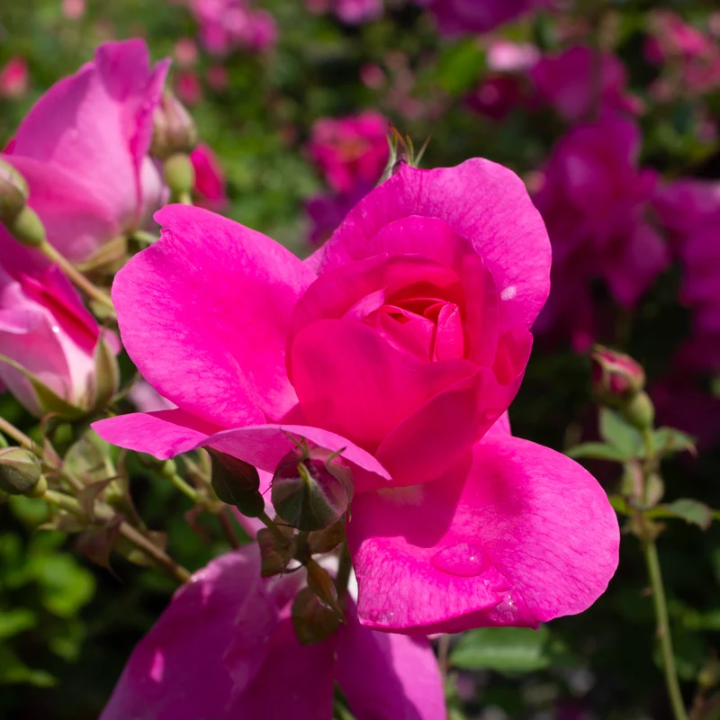 Rosier rustique ‘Frontenac’ ( Rosa ‘Frontenac’)