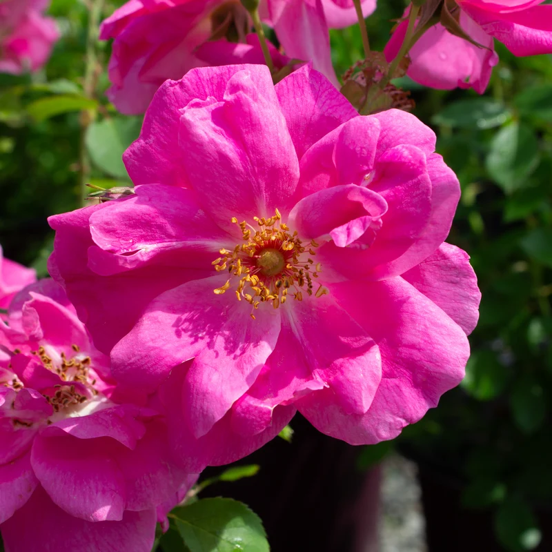 Rosier rustique ‘Frontenac’ ( Rosa ‘Frontenac’)