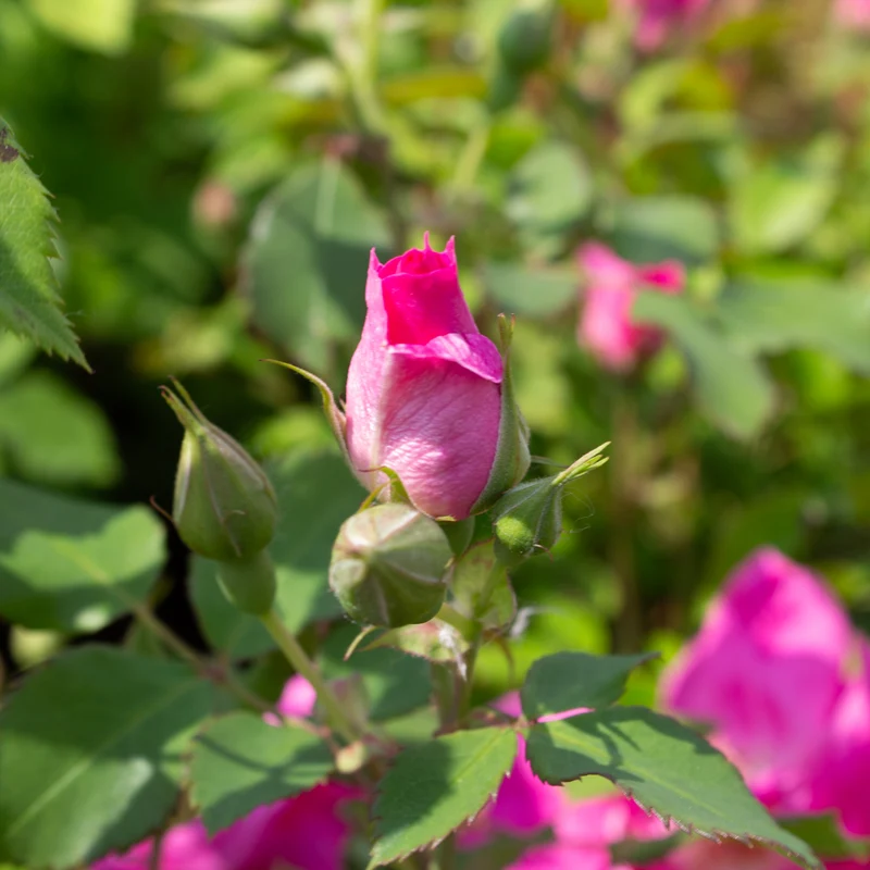 Rosier rustique ‘Frontenac’ ( Rosa ‘Frontenac’)