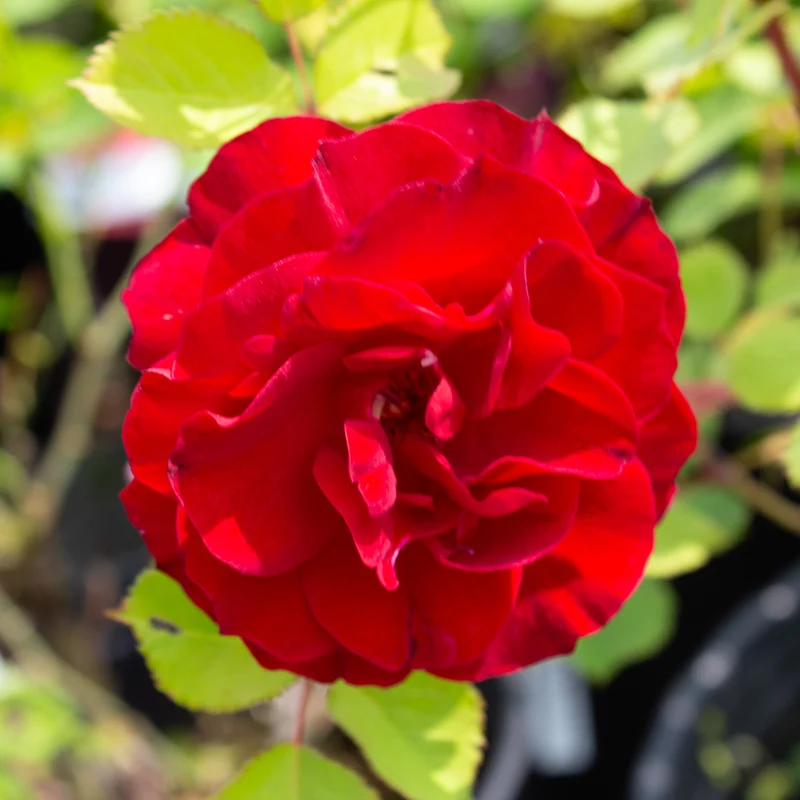 Rosier rustique ‘Hope for Humanity’ ( Rosa ‘Hope for Humanity’)