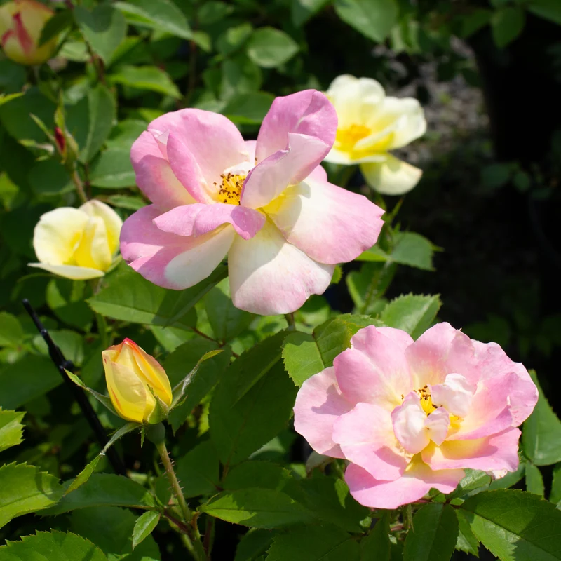 Rosier rustique ‘Peach Lemonade’ ( Rosa ‘Peach Lemonade’)