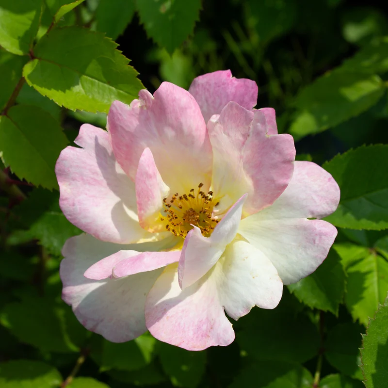 Rosier rustique ‘Peach Lemonade’ ( Rosa ‘Peach Lemonade’)