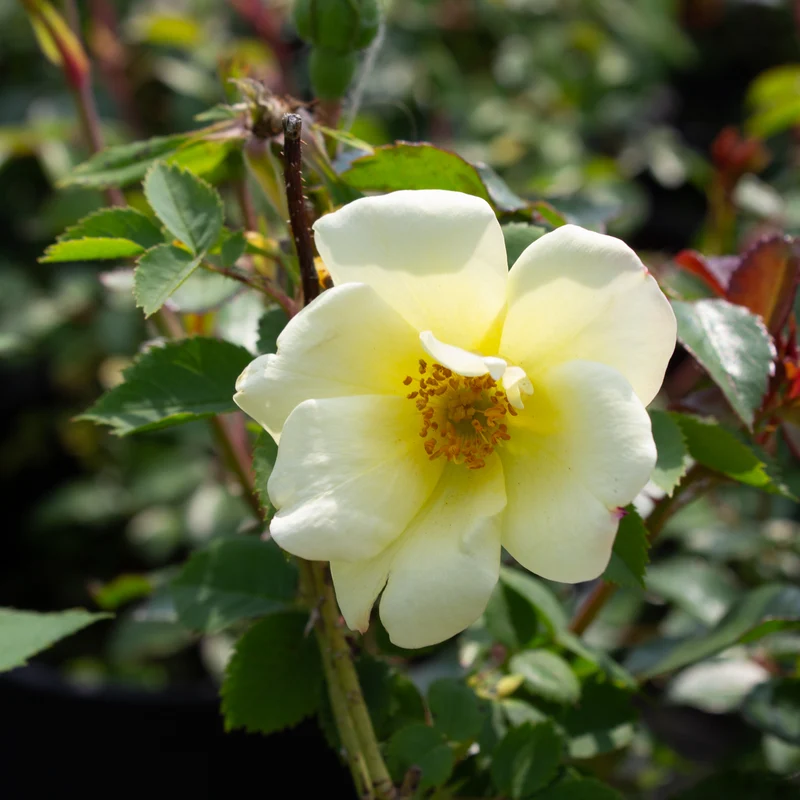 Rosier rustique ‘Peach Lemonade’ ( Rosa ‘Peach Lemonade’)