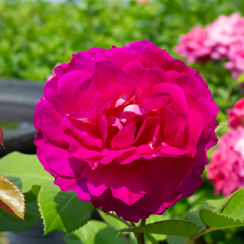 Rosier rustique ‘Outta the Blue’ ( Rosa ‘Outta the Blue’)