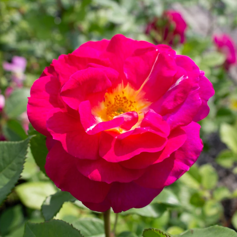 Rosier rustique ‘Outta the Blue’ ( Rosa ‘Outta the Blue’)