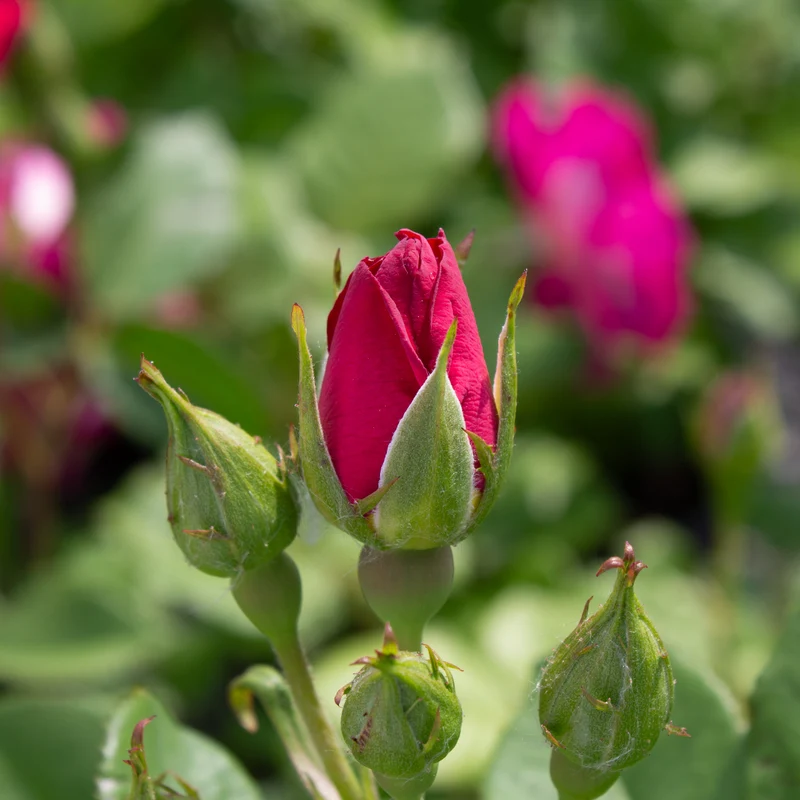 Rosier rustique ‘Outta the Blue’ ( Rosa ‘Outta the Blue’)