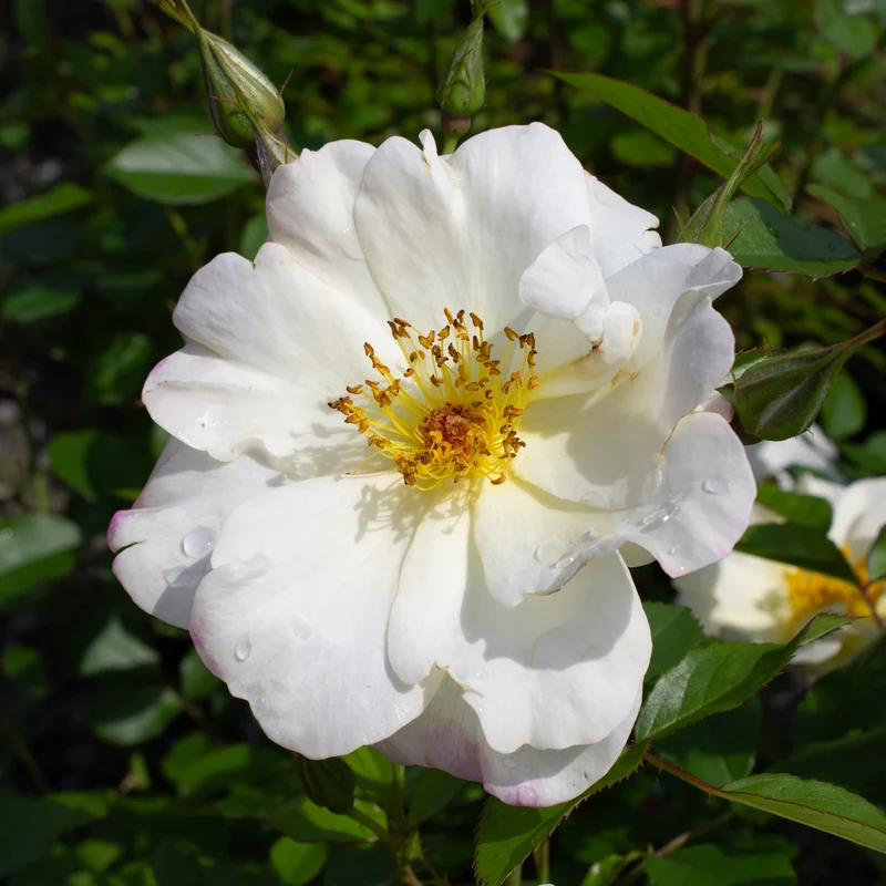 Rosier rustique ‘Oscar Peterson’ ( Rosa ‘Oscar Peterson’)