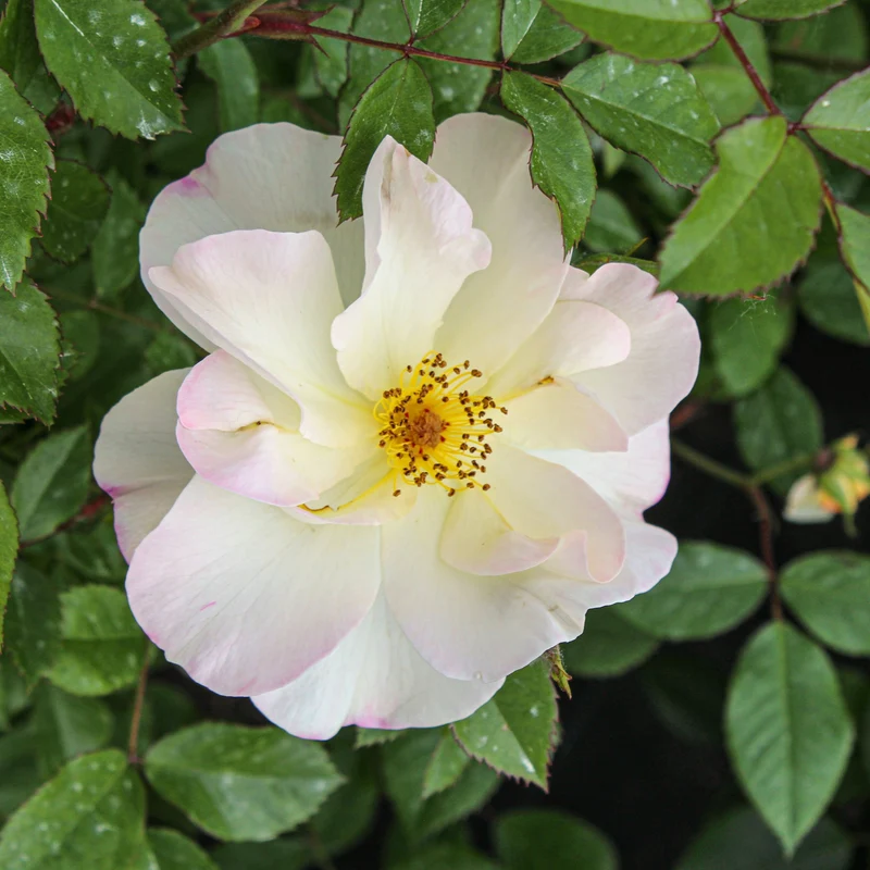 Rosier rustique ‘Oscar Peterson’ ( Rosa ‘Oscar Peterson’)